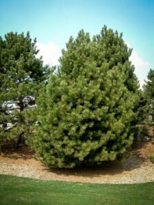 Сосна Чёрная (Pinus Nigra) купить по цене от 270.00р. в интернет-магазине «Посадика» с доставкой почтой в в Острогожске и по всей России – [изображение №1].