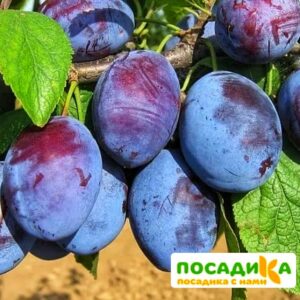 Слива Чачакская ранняя купить по цене от 229.00р. в интернет-магазине «Посадика» с доставкой почтой в в Острогожске и по всей России – [изображение №1].