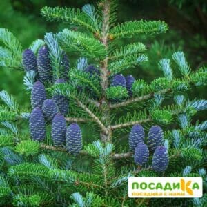 Пихта корейская (Abies koreana) купить по цене от 450.00р. в интернет-магазине «Посадика» с доставкой почтой в в Острогожске и по всей России – [изображение №1].