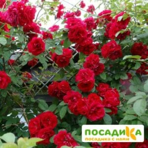 Роза плетистая Амадеус купить по цене от 399.00р. в интернет-магазине «Посадика» с доставкой почтой в в Острогожске и по всей России – [изображение №1].