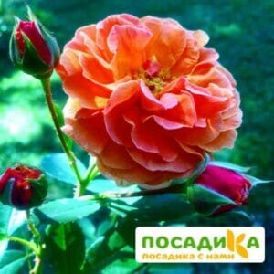 Роза Арабия купить по цене от 350.00р. в интернет-магазине «Посадика» с доставкой почтой в в Острогожске и по всей России – [изображение №1].