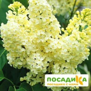 Сирень Примроуз (Primrose) купить по цене от 529.00р. в интернет-магазине «Посадика» с доставкой почтой в в Острогожске и по всей России – [изображение №1].