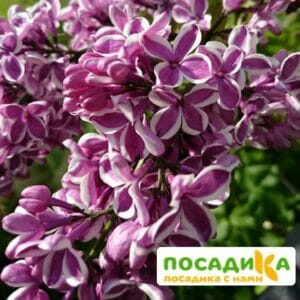 Сирень Сенсация купить по цене от 529.00р. в интернет-магазине «Посадика» с доставкой почтой в в Острогожске и по всей России – [изображение №1].