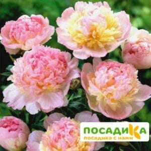 Пион Распберри Сандей (Paeonia Raspberry Sundae) купить по цене от 959р. в интернет-магазине «Посадика» с доставкой почтой в в Острогожске и по всей России – [изображение №1].