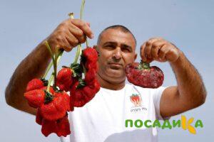 Клубника Гигант Джорнея купить по цене от 266р. в интернет-магазине «Посадика» с доставкой почтой в в Острогожске и по всей России – [изображение №1].