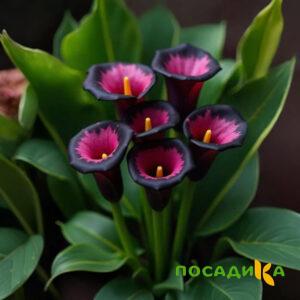 Калла Аура Лейс купить по цене от 400р. в интернет-магазине «Посадика» с доставкой почтой в в Острогожске и по всей России – [изображение №1].