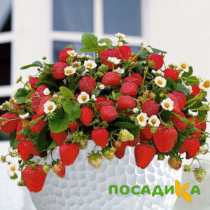 Клубника Рубиновый Шепот (горшечная) купить по цене от 240р. в интернет-магазине «Посадика» с доставкой почтой в в Острогожске и по всей России – [изображение №1].