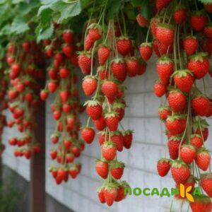 Клубника вьющаяся Комплимент купить по цене от 470р. в интернет-магазине «Посадика» с доставкой почтой в в Острогожске и по всей России – [изображение №1].