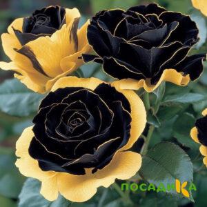 Роза Ханни Сикл купить по цене от 700р. в интернет-магазине «Посадика» с доставкой почтой в в Острогожске и по всей России – [изображение №1].