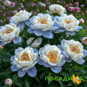 Пион акварельный Этюд купить по цене от 806р. в интернет-магазине «Посадика» с доставкой почтой в в Острогожске и по всей России – [изображение №1].