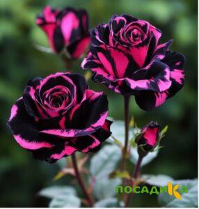 Роза Багровый Шепот купить по цене от 366р. в интернет-магазине «Посадика» с доставкой почтой в в Острогожске и по всей России – [изображение №1].