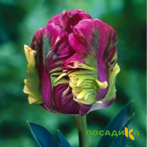 Тюльпан Экзотик Хэвен купить по цене от 186р. в интернет-магазине «Посадика» с доставкой почтой в в Острогожске и по всей России – [изображение №1].