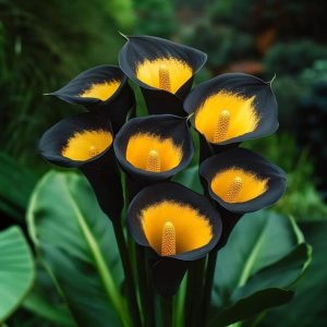 Калла Легато купить по цене от 620р. в интернет-магазине «Посадика» с доставкой почтой в в Острогожске и по всей России – [изображение №1].