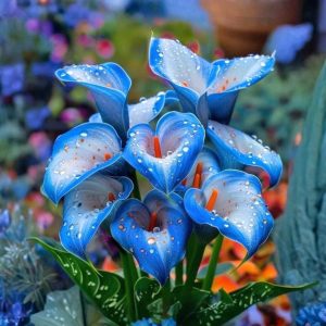 Калла Портрейт купить по цене от 292р. в интернет-магазине «Посадика» с доставкой почтой в в Острогожске и по всей России – [изображение №1].