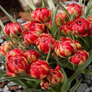 Тюльпан Ап Пинк купить по цене от 390р. в интернет-магазине «Посадика» с доставкой почтой в в Острогожске и по всей России – [изображение №1].