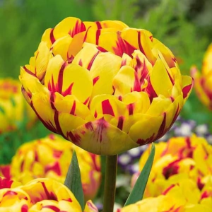 Тюльпан махровый Голден Ницц купить по цене от 361р. в интернет-магазине «Посадика» с доставкой почтой в в Острогожске и по всей России – [изображение №1].