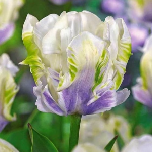 Тюльпан Уайт Лизарт купить по цене от 360р. в интернет-магазине «Посадика» с доставкой почтой в в Острогожске и по всей России – [изображение №1].